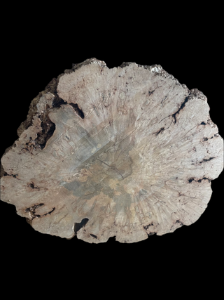Maple Burl Round